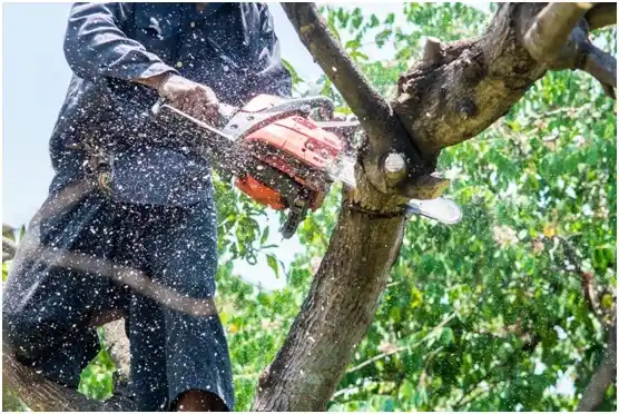 tree services Dane